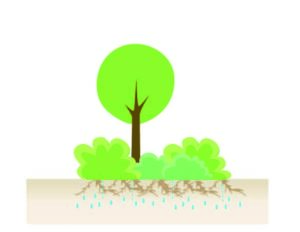 Klimaatadaptieve tuin-hittestress-wateroverlast-waterafvoer tuin-koele tuin-Toffe Tuinen-Laura Knoops