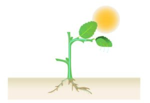 Klimaatadaptieve tuin-hittestress-wateroverlast-waterafvoer tuin-koele tuin-Toffe Tuinen-Laura Knoops