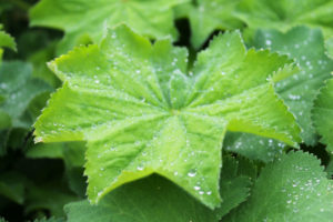 Tuinontwerp-tuinontwerper-tuinarchitect-tuinaanleg-tuinadvies-nattuurrijke tuin-natuurvriendelijke tuin