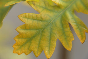 tuinontwerp-tuinadvies-tuinarchitect-tuinaanleg-hovenier-tuinontwerper-Toffe Tuinen-Laura Knoops-herfstverkleuring-herfst-herfst tuin- seizoensbeleving