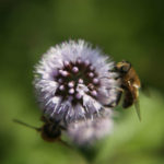 Tuinontwerp-tuinadvies-tuinarchitect-tuinaanleg-hovenier-tuinontwerper-Toffe Tuinen-Laura Knoops-stadstuin-middelgrote-kleine-landelijke-tuin