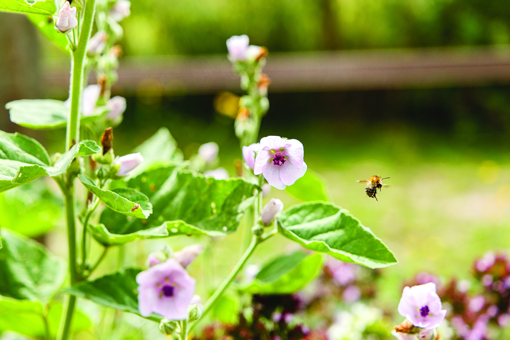 Althea officinalis, heemst, inheemse plant