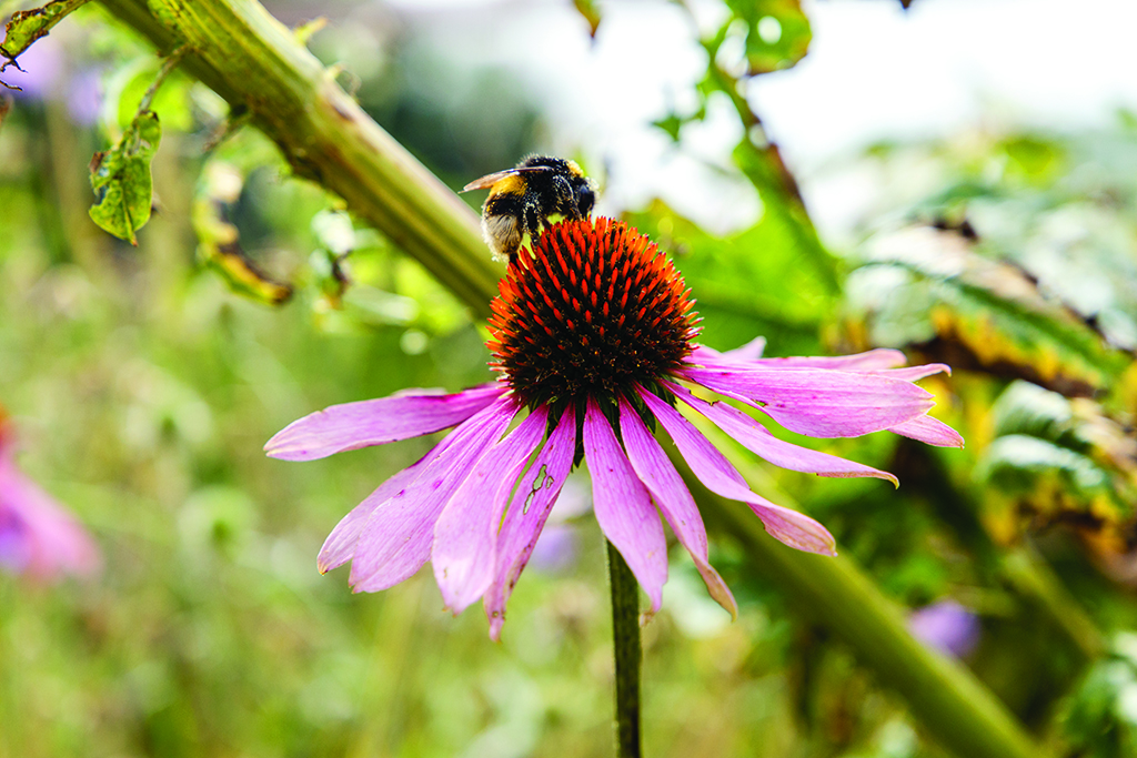 Rode zonnehoed, Echinacea purpurea, akkerhommel