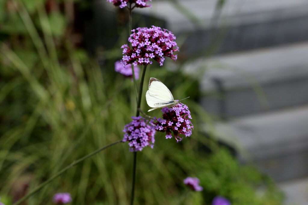Vlinder op verbena ijzerhard