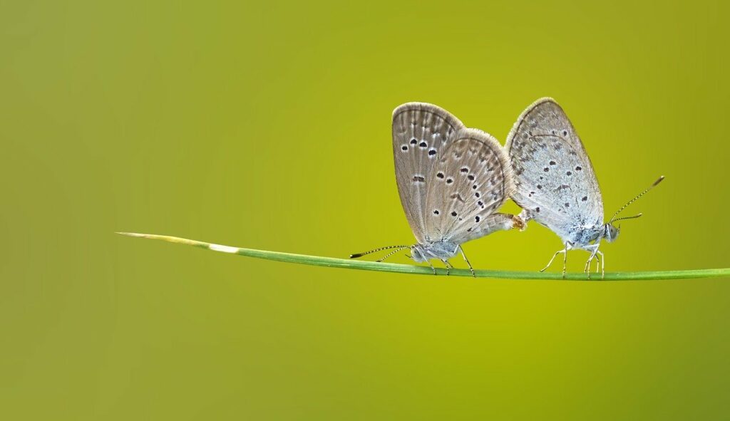 Icarusblauwtje vlinder paring