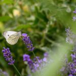 Rups Koninginnepage