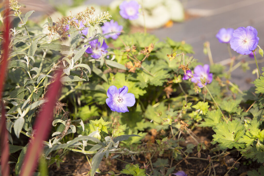 Geranium 'Aurze Rush'