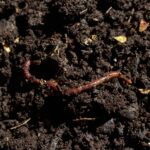 compost met worm